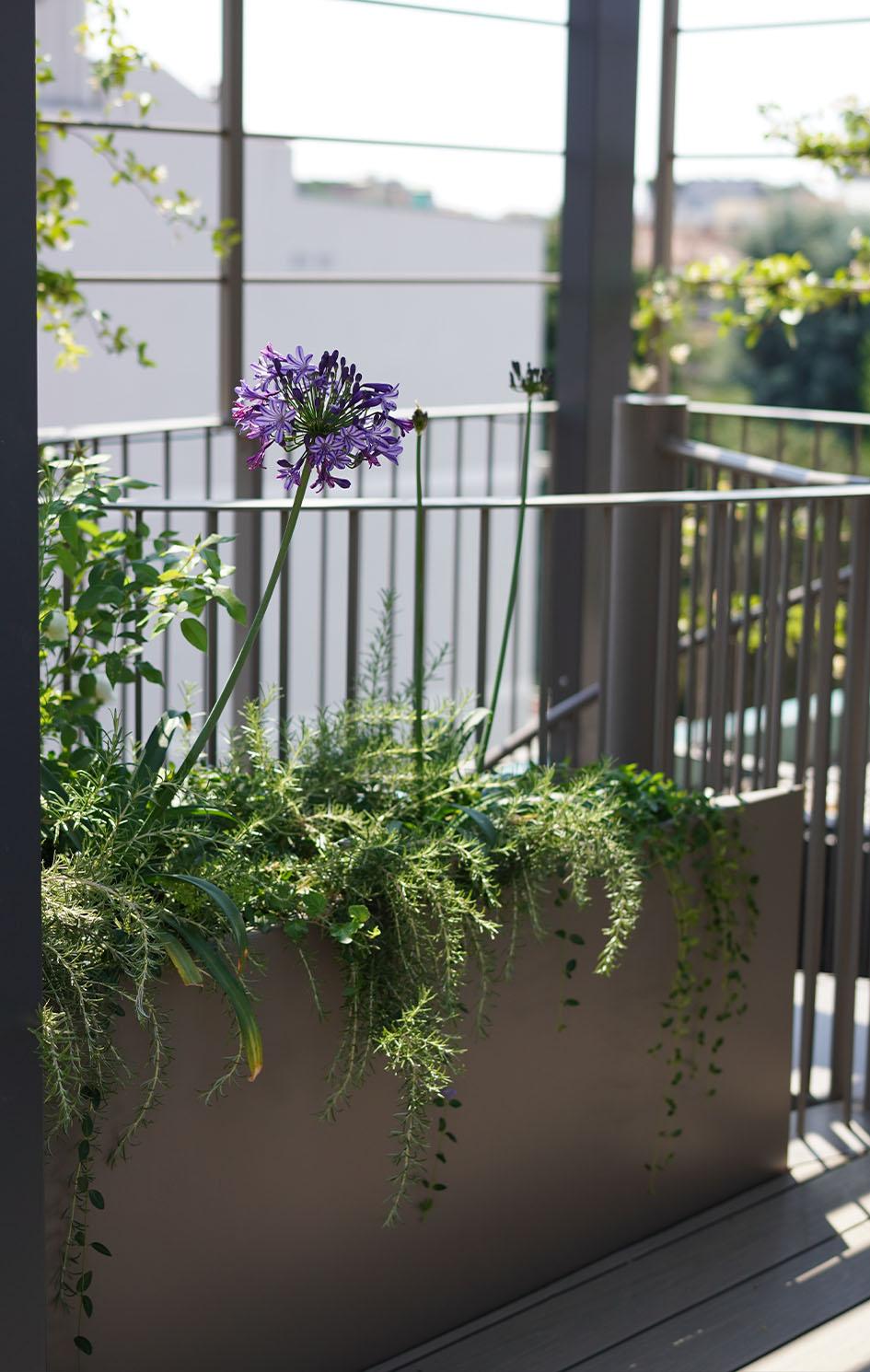 elunapiena_agapanto terrace_custommade aluminum planters